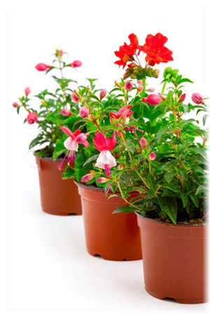 Basket Plants £2.49