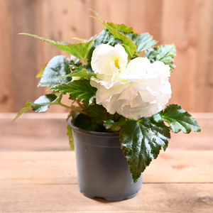 1 Litre Pots £3.99
