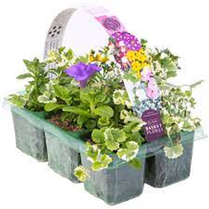 Carry Pack Basket Plant £8.99