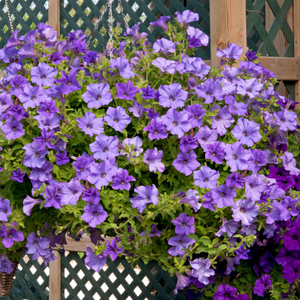 Petunia 'Surfinia Heavenly Blue'