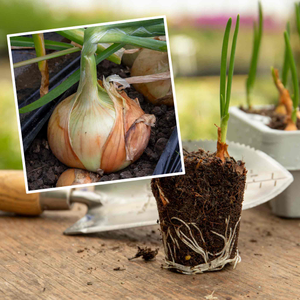 Spring Planting Heat Prepared Pre-Rooted Onion 'Rumba'