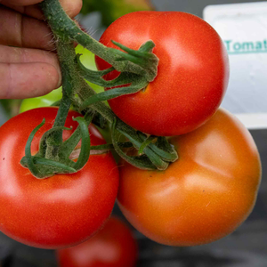 Cordon Tomato Seeds 'Alicante'