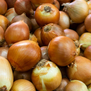 Spring Planting Heat Prepared Onion Sets 'Corrado'