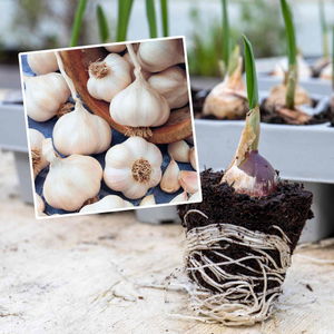 Spring Planting Pre-Rooted Garlic 'Picardy Wight'