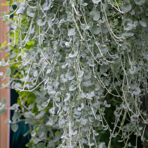 Dichondra 'Silver Falls'