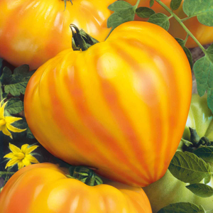 Tomato Seeds 'Gourmansun' F1