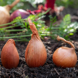 Autumn Planting Shallot Sets 'Growers Pick'