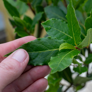 Kitchen Bay Tree