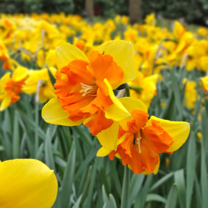 Daffodil Bulbs 'Congress'
