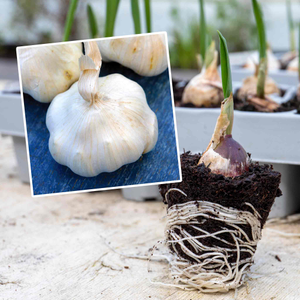 Autumn Planting Pre-Rooted Garlic 'Provence Wight'