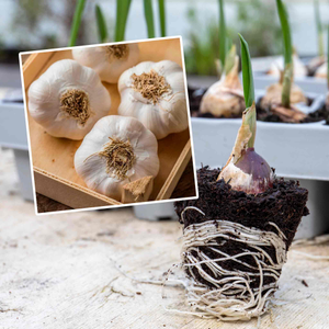 Autumn Planting Pre-Rooted Garlic 'Thermidrome'