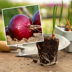Autumn Planting Pre-Rooted Onion 'Red Winter'