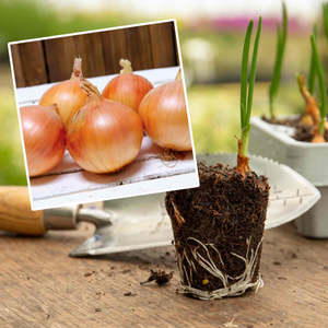 Autumn Planting Pre-Rooted Onion 'Shakespeare'