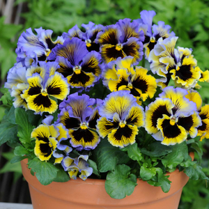 Pansy 'Frizzle Sizzle Yellow Blue Swirl'