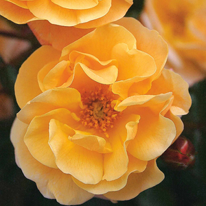 Rose ‘Flower Carpet Amber’ (Ground Cover Rose)