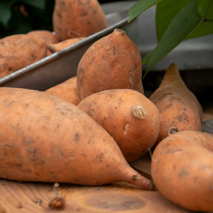 Sweet Potato 'Erato® Vineland Early Orange'