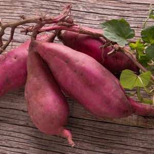 Sweet Potato 'Erato Violet'