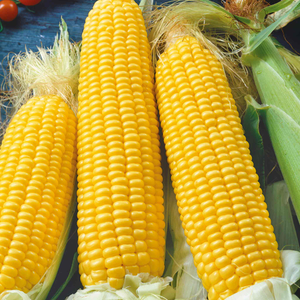 Sweetcorn 'Earlibird'