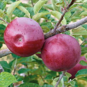 Apple 'Mcintosh'