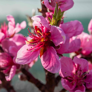 Nectarine 'flavourtop'