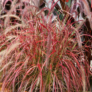 Pennisetum 'Fireworks'