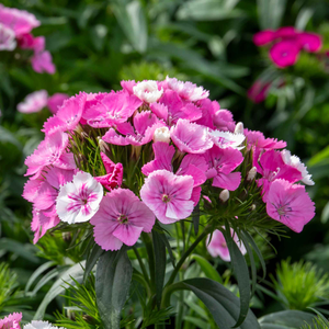 Dianthus 'Dash Magician'