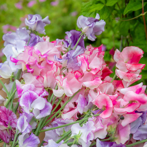 Sweet Pea 'Unwins Ripple Mix'