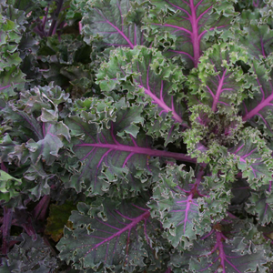 Kale 'Midnight Sun'