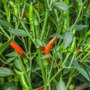 Chilli 'Demon'