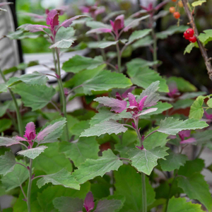 Tree Spinach Plant