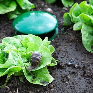 Pack Of Two Slug Traps