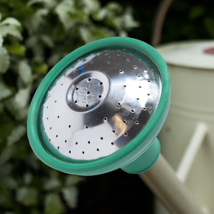 Watering Can Rose