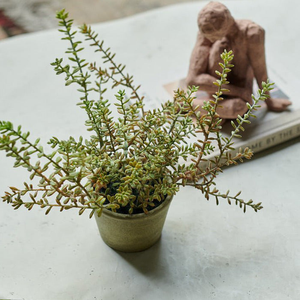 Artificial Burrito Sedum in Pot