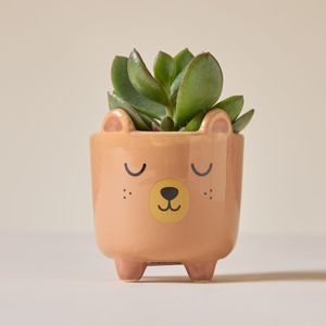 Succulent in Mini Bear Pot