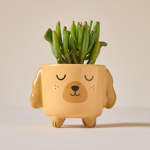 Succulent in Mini Cockapoo Pot