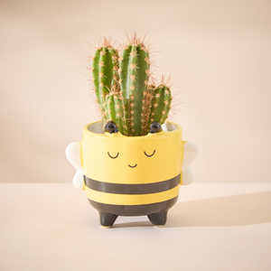 Cactus in Mini Happy Bee Pot