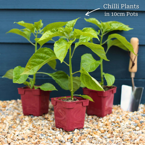 'Jamaican Yellow' Grafted Chilli Pepper Plant