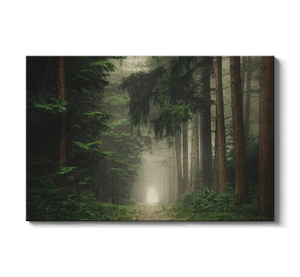 Green Foggy And Atmospheric Forest