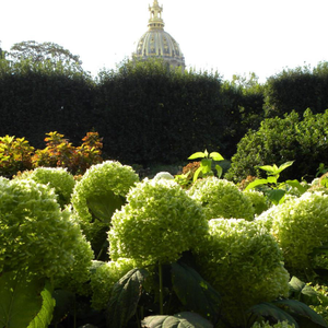 "Hydrangeas at Musee Rodin, Paris" Contemporary Architectural and Botanical Photograph Print by Louise Weinberg