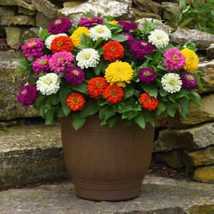 Zinnia Zesty Mixed | Tray of 104 Large Plug Plants