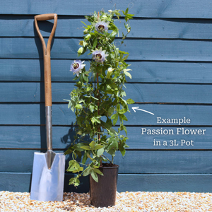 Purple Passion Flower | Passiflora 'Damsel's Delight'