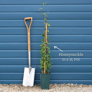 'Dart's World' Japanese Honeysuckle | Lonicera japonica