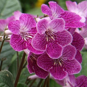 Streptocarpus 'Alana'