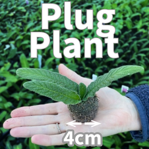 Streptocarpus 6 Plug Collection A