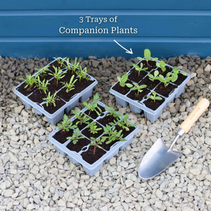Ultimate Vegetable Companion Plant Collection | Cosmos, Marigold & Zinnia