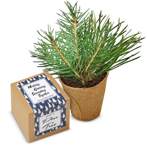 Pine Tree Kraft Planter Grow Kit