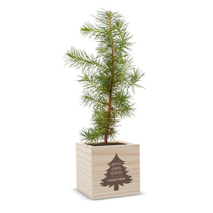 Holiday Tree Personalized Plant Cube