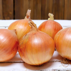Autumn Planting Heat Prepared Onion Sets 'Shakespeare'