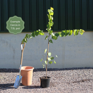 Eastern Redbud Tree | Cercis canadensis
