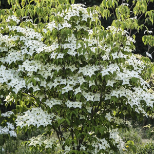 'Milky Way' Japanese Dogwood Tree | Cornus kousa